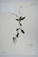 藏品(針刺草)的圖片