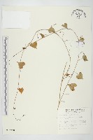 藏品(野牽牛)的圖片