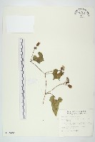 藏品(菜欒藤)的圖片