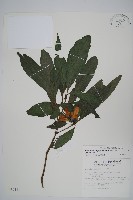 藏品(長穗馬藍)的圖片