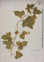 藏品(毛西番蓮)的圖片