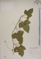 藏品(毛西番蓮)的圖片