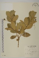 藏品(交趾衛矛)的圖片