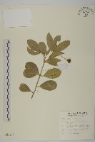 藏品(交趾衛矛)的圖片