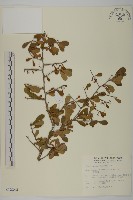 藏品(刺裸實、變葉裸實)的圖片