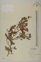 藏品(刺裸實、變葉裸實)的圖片