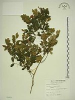 藏品(翼核木)的圖片