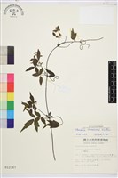 藏品(臺灣鐵線蓮)的圖片