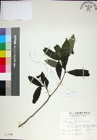 藏品(薄葉玉心花)的圖片