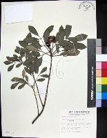 藏品(紅柴)的圖片