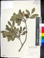 藏品(紅柴)的圖片