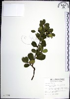 藏品(烏柑仔)的圖片