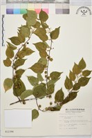 藏品(亞洲濱棗)的圖片