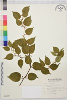藏品(亞洲濱棗)的圖片
