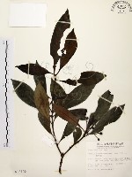 藏品(茜草樹)的圖片