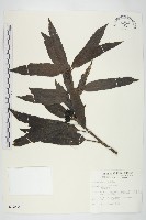 藏品(桃葉珊瑚)的圖片