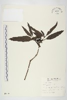 藏品(桃葉珊瑚)的圖片