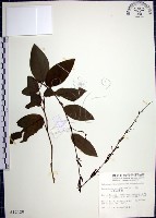 藏品(大葉山螞蝗)的圖片