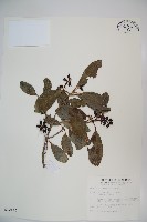 藏品(珊瑚樹)的圖片