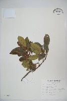 藏品(珊瑚樹)的圖片