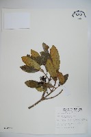 藏品(珊瑚樹)的圖片