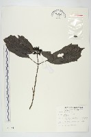 藏品(桃葉珊瑚)的圖片