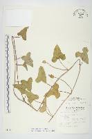 藏品(吊鐘藤)的圖片