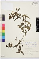 藏品(臺灣鐵線蓮)的圖片