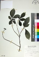 藏品(薄葉玉心花)的圖片