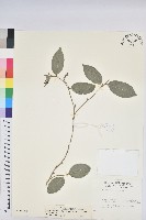 藏品(交力坪鐵色)的圖片