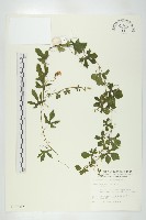 藏品(苦瓜)的圖片