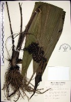 藏品(船子草、船仔草)的圖片