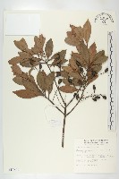 藏品(杜英、山杜英、蘭嶼杜英)的圖片