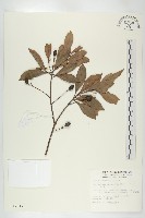 藏品(杜英、山杜英、蘭嶼杜英)的圖片