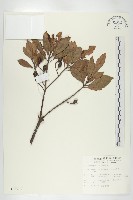 藏品(杜英、山杜英、蘭嶼杜英)的圖片