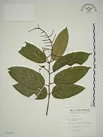 藏品(巒大雀梅藤)的圖片