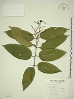 藏品(巒大雀梅藤)的圖片