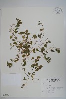 藏品(圓葉山梗菜)的圖片