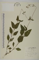 藏品(下田菊)的圖片