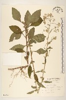 藏品(一枝香)的圖片