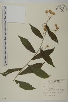 藏品(大頭艾納香)的圖片