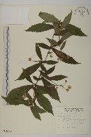 藏品(大頭艾納香)的圖片