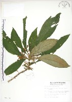 藏品(同蕊草、異色線柱苣苔)的圖片