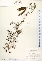 藏品(糙莖菝契)的圖片