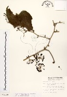 藏品(糙莖菝契)的圖片