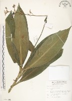 藏品(杜若)的圖片