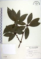 藏品(蘭嶼新木薑子)的圖片