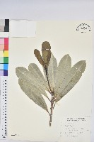 藏品(蘭嶼土沉香)的圖片