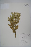 藏品(琉球黃楊)的圖片