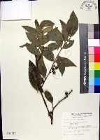 藏品(革葉羊角扭、細脈榖木)的圖片